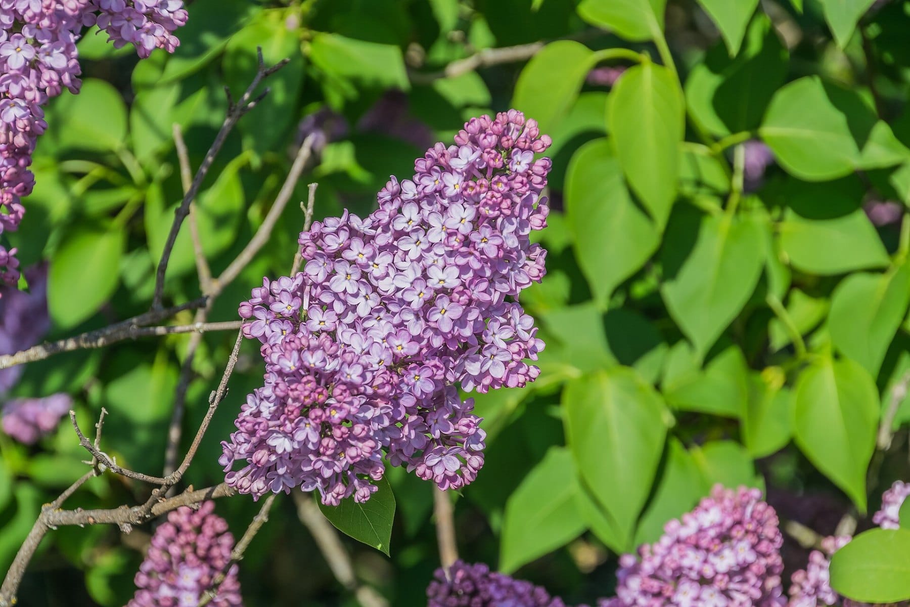 Detalle de flores de lila