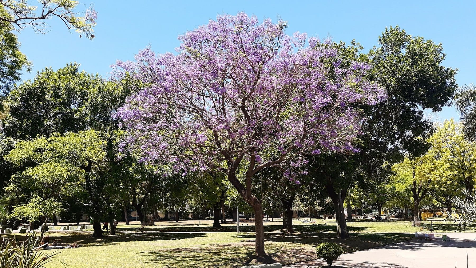 Jacarandá en flor en la Plaza Irlanda
