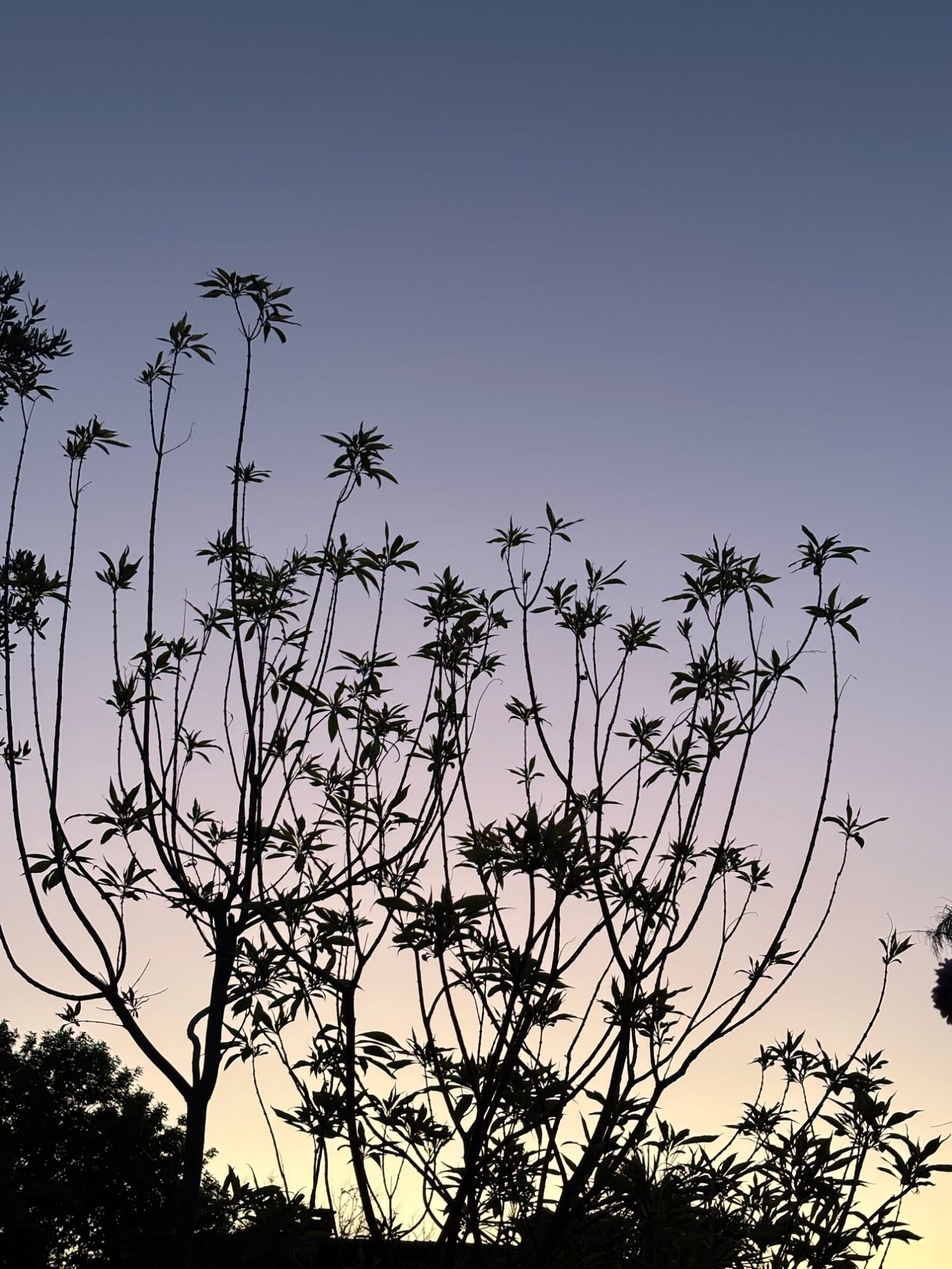 Cuando baja el sol, el jardín queda en silueta.