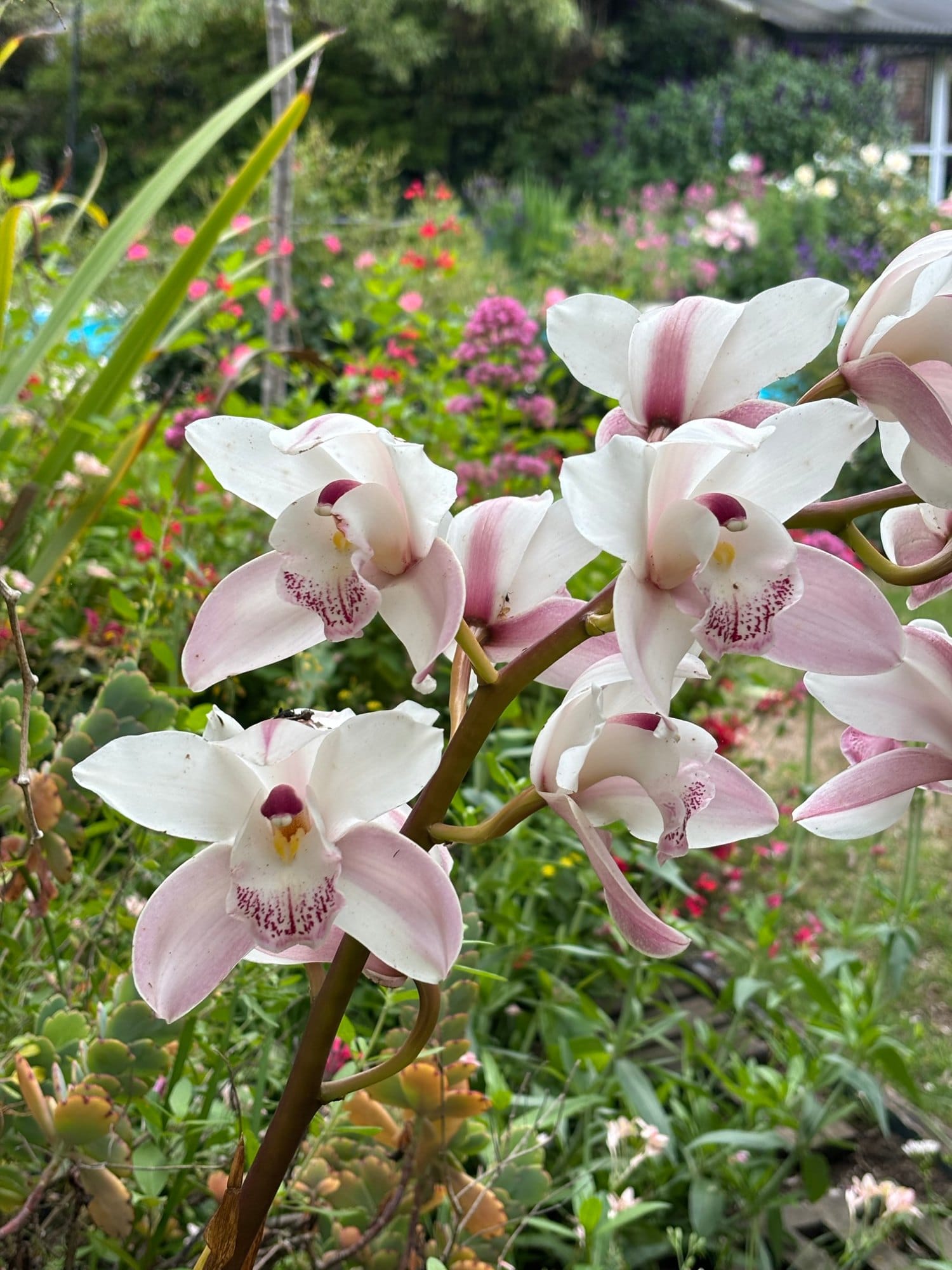 Orquídea · Cymbidium. Flores agrupadas en largas varas.