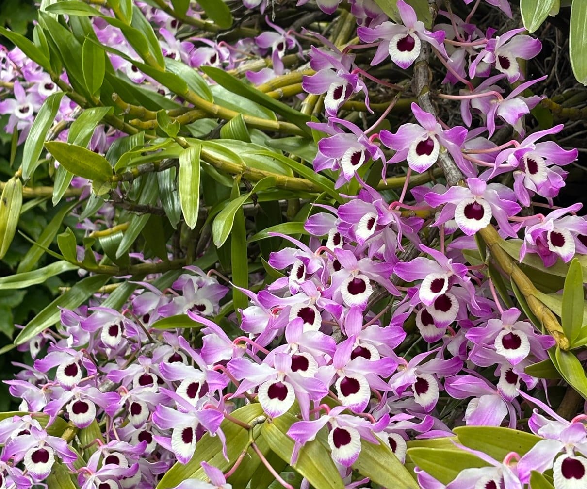 Orquídeas · Dendrobium. De cerca, cada flor tiene el centro bordó.