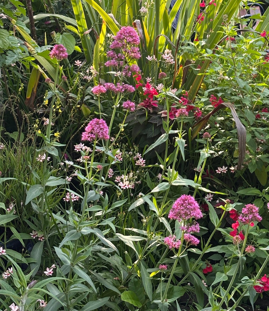 Valeriana roja · Centranthus, con salvias rojas a contraluz.