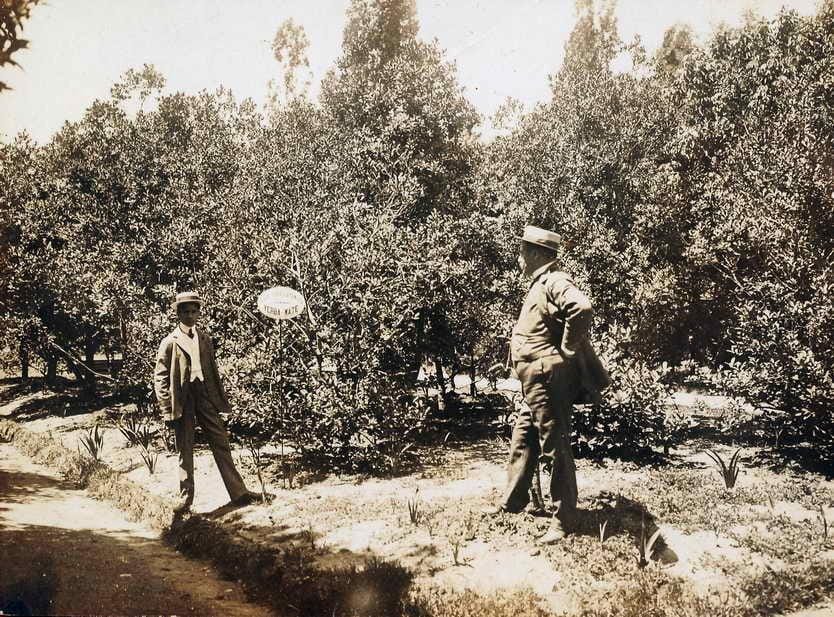 El laboratorio de la yerba. Thays observa sus plantas de yerba mate en el Botánico, hacia 1900.