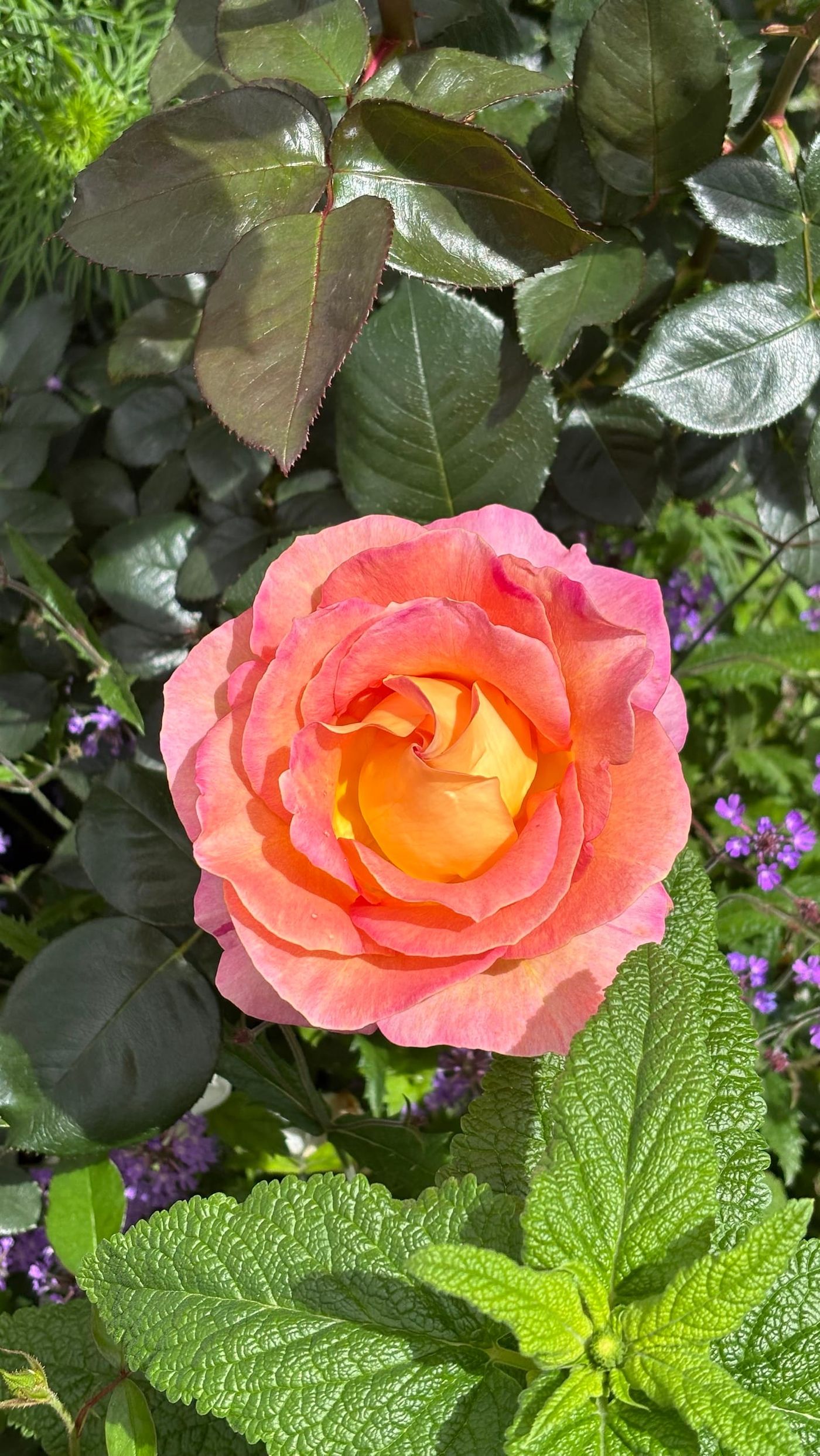 La rosa