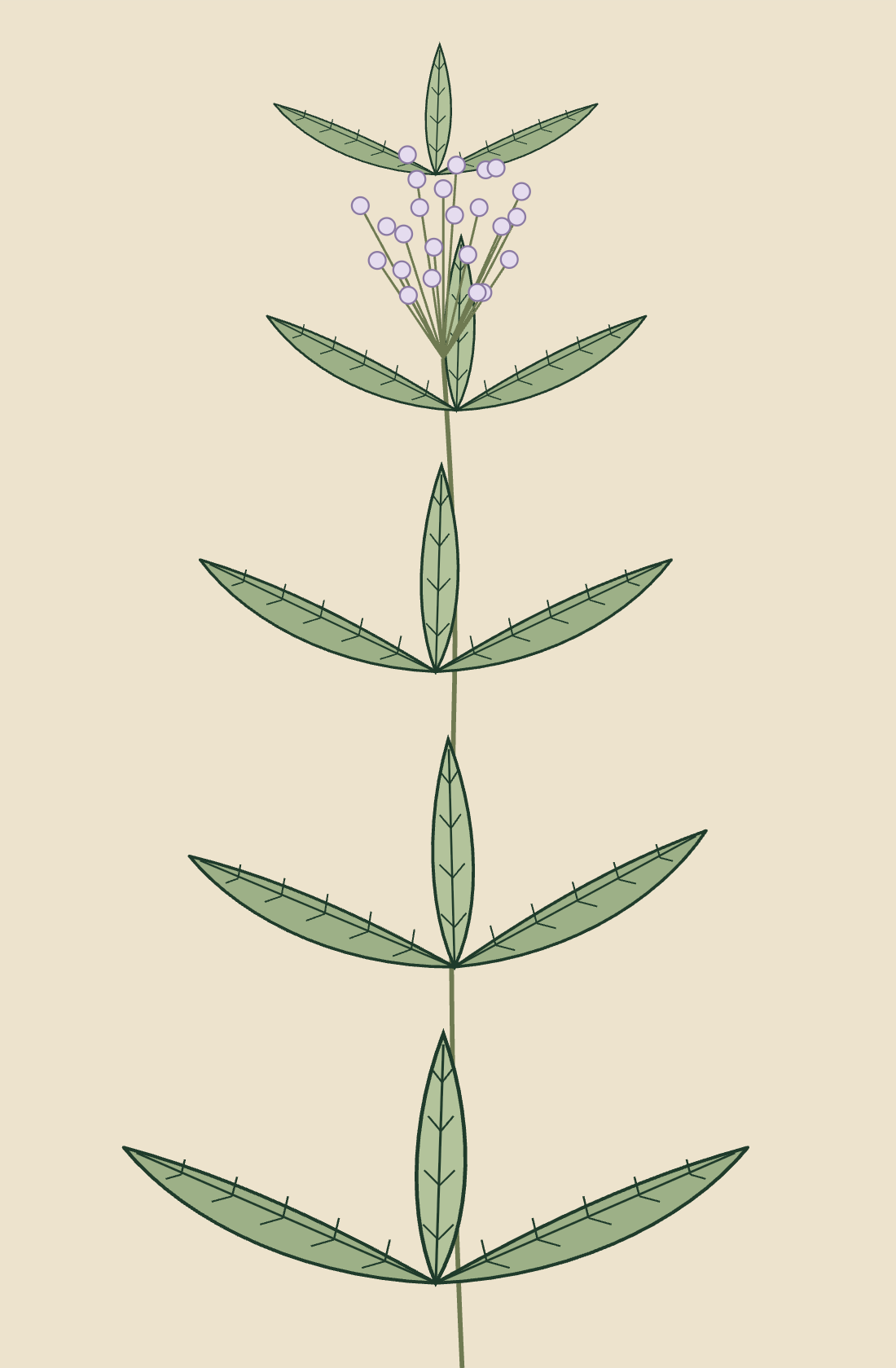 Lámina del cedrón, Aloysia citrodora