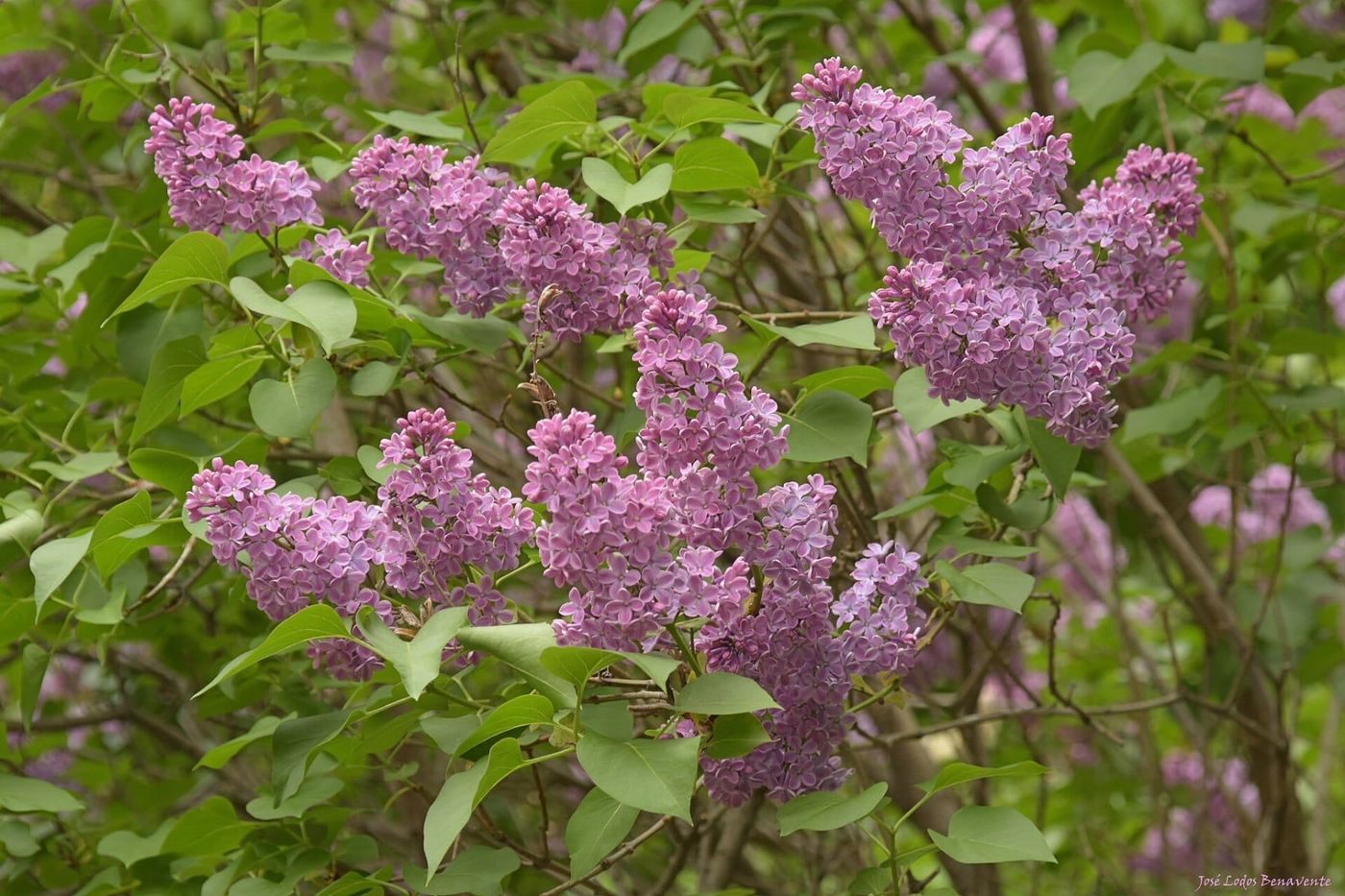 Lilas: el perfume que no se puede destilar