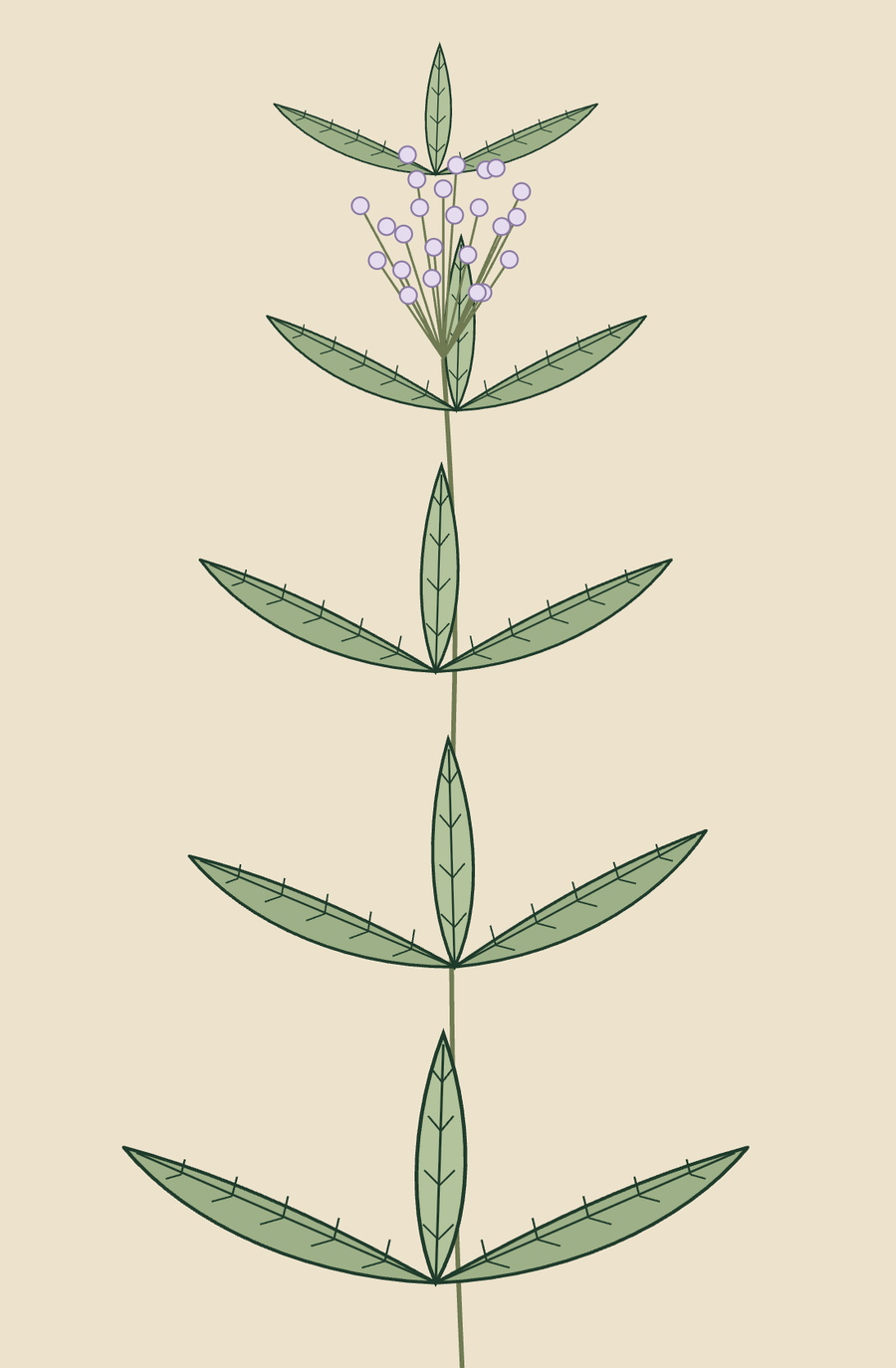 Lámina del cedrón, Aloysia citrodora