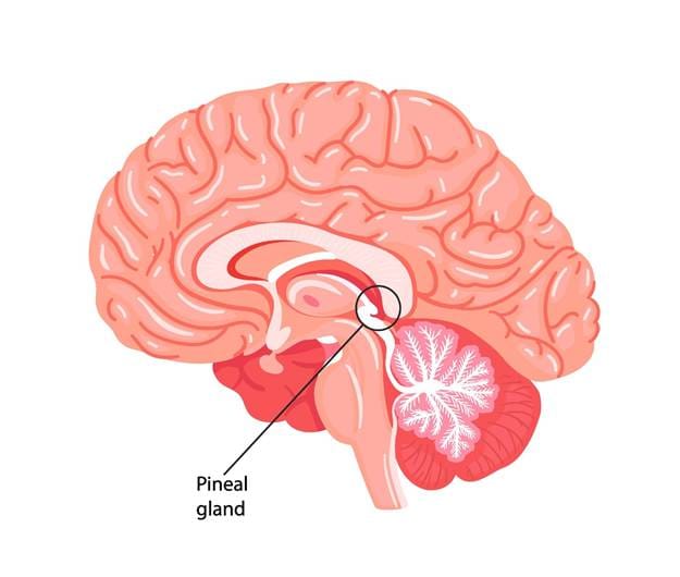 the pineal gland location in the human brain, AI generated