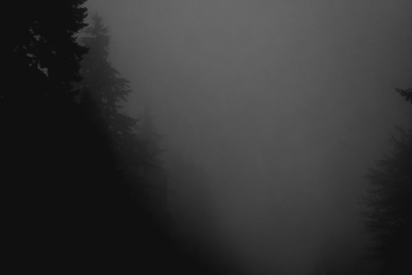 Dark evergreen trees fade into dense gray fog, creating a mysterious, quiet forest scene with a somber, atmospheric tone.