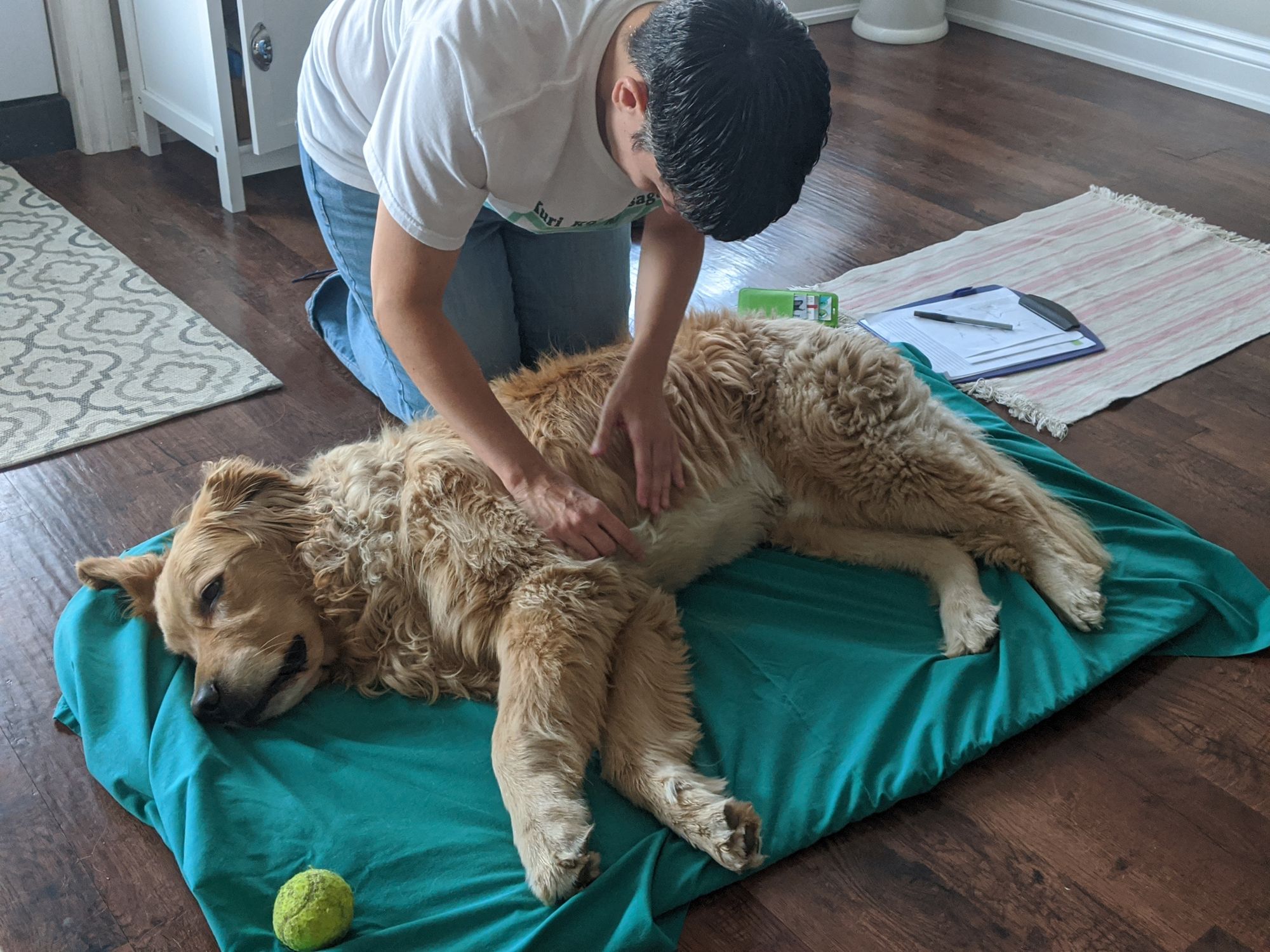 Alternative Therapies for Your K9 - Kuri K9 Massage