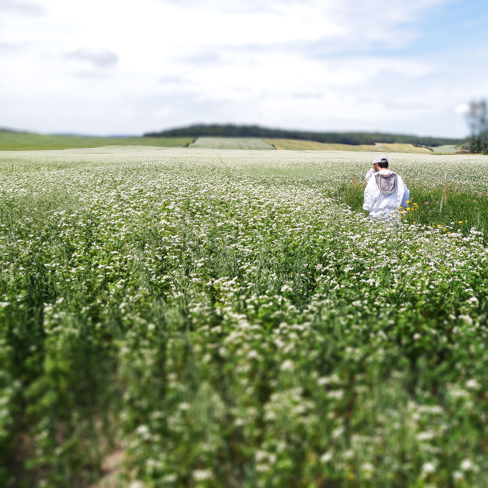 From Only the Purest Sources - Oneroot