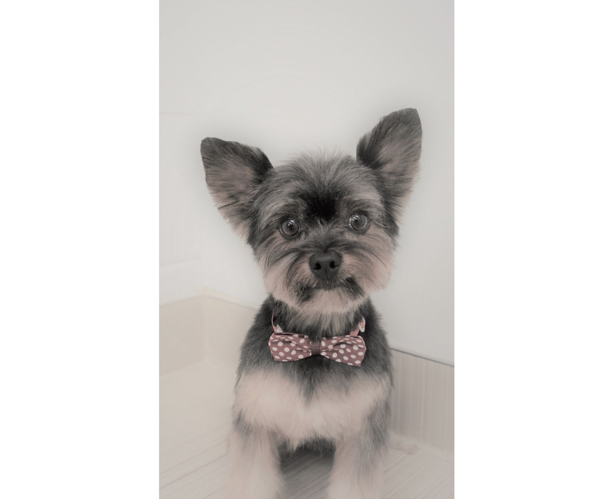 Groom With Passion - Pawz N' Style