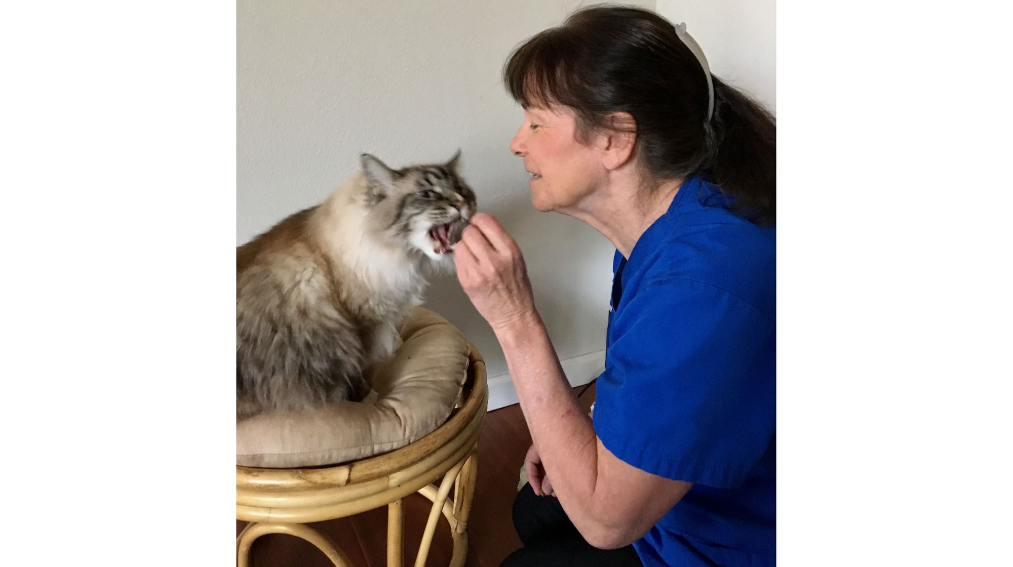 Learn More About the World of Cats - The Feline Purrspective