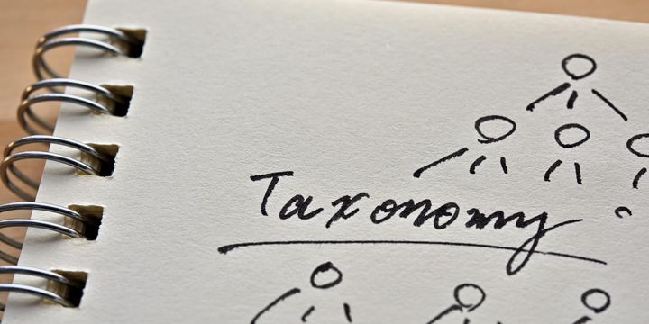 Taxonomy diagram in notebook.