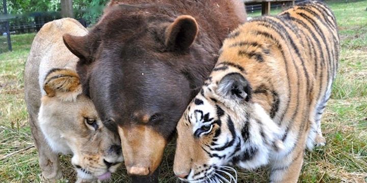 A lion, bear, and tiger together acing friendly.