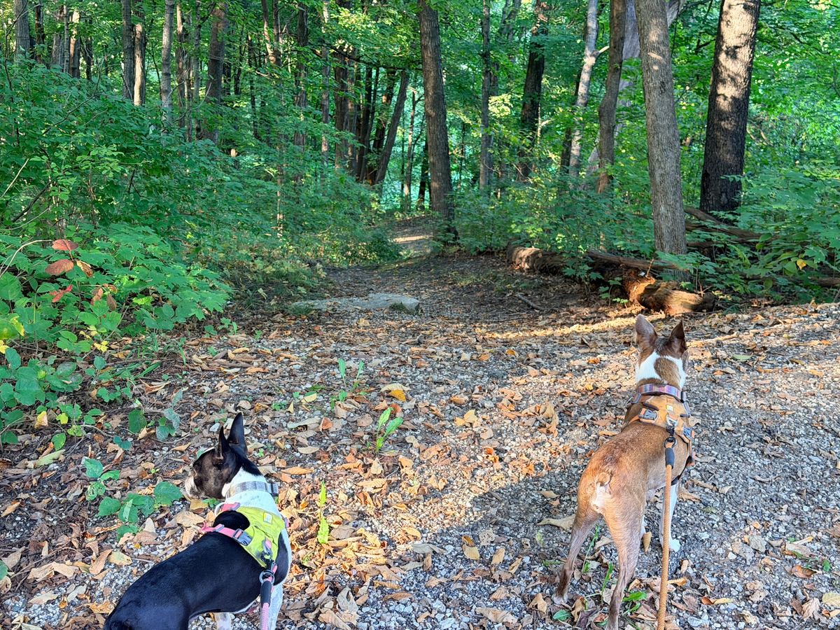In the Presence of Trees