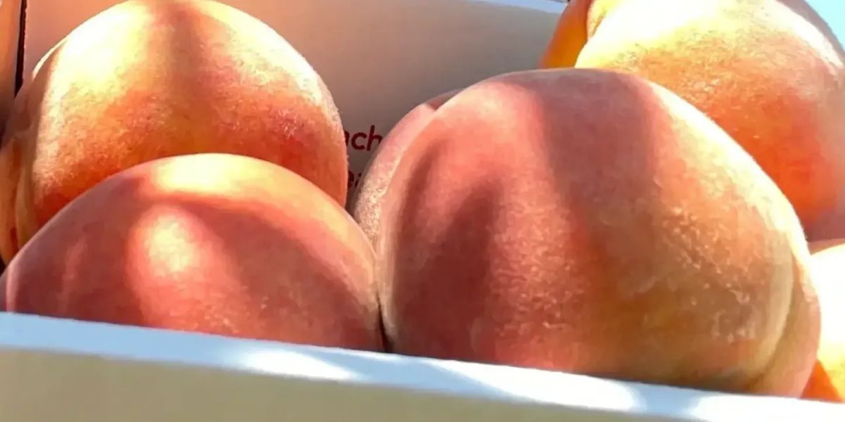 Mommy and V's trip to the farm