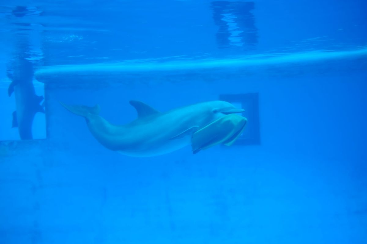 Visit to National Aquarium