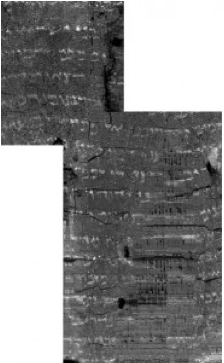 libro-levitico-quemado-1.png