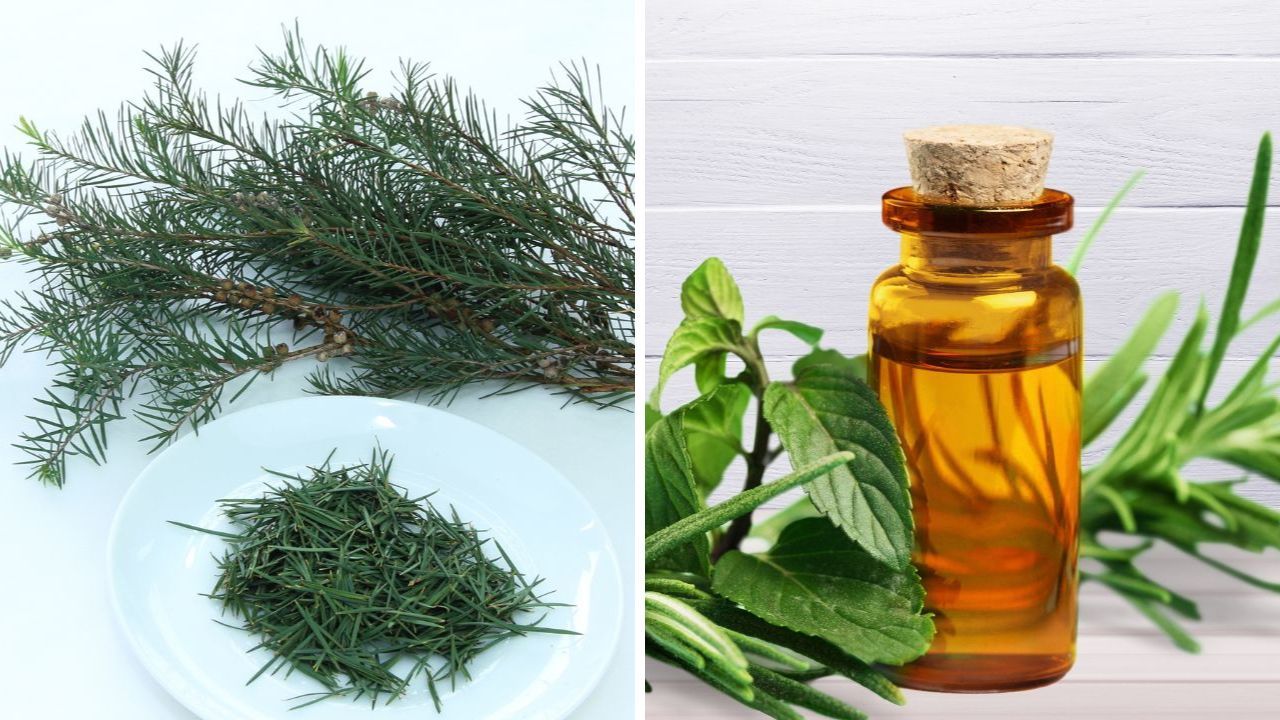 Best Tea Tree Body Wash