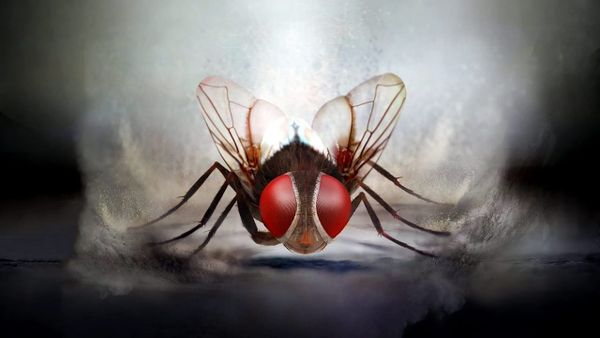 Movie Log: Time Masters, Crossing Delancey, and EEGA