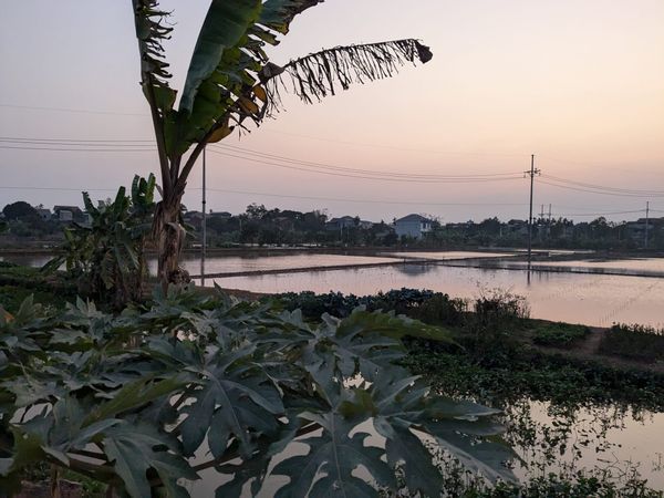 Living in Việt Nam, Pt. 5 - Cough and Consequences