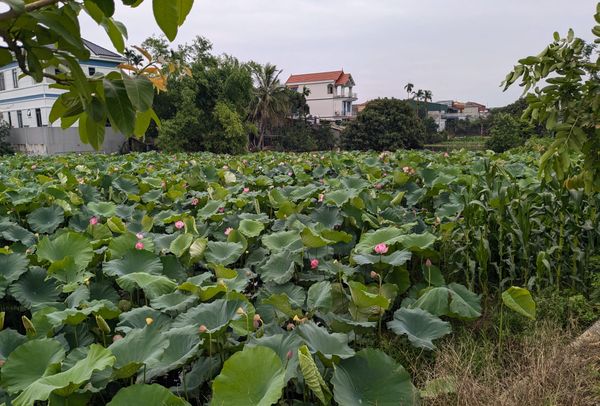 Living in Việt Nam, Pt. 8 - Just Do Your Best