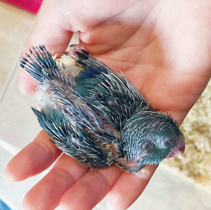 Archibald dead in my hands. Look at those beautiful feathers.