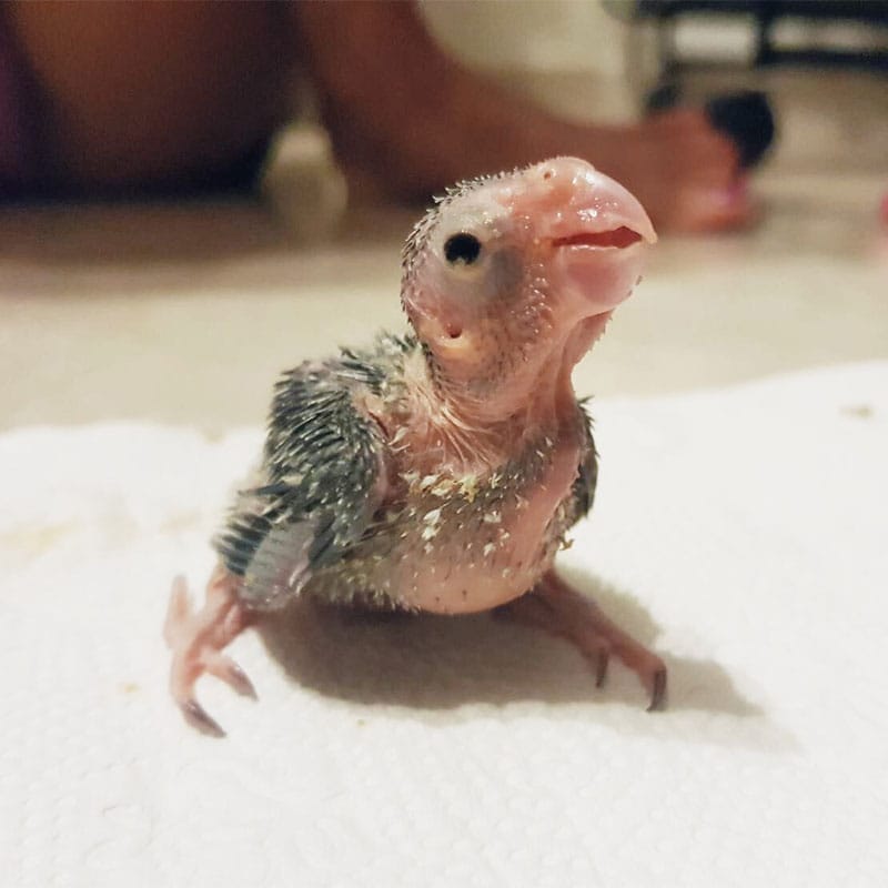 1 – 2 weeks old parrotlet. The miracle and what joy!