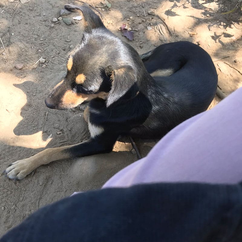 Cute dog that came to hang out with me at the top of Ella's Peak, Sri Lanka