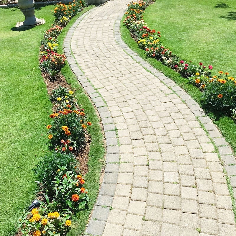Beautiful flowers adorning the path to our Bnb in Nuwara Eliya.