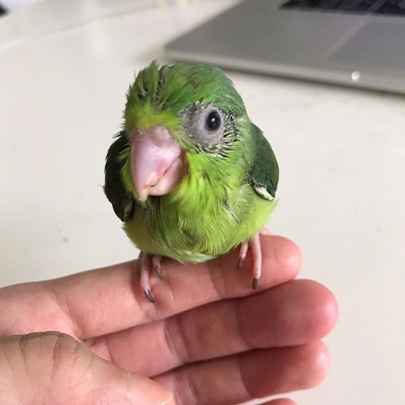 Hello sweetie! A green parrotlet.