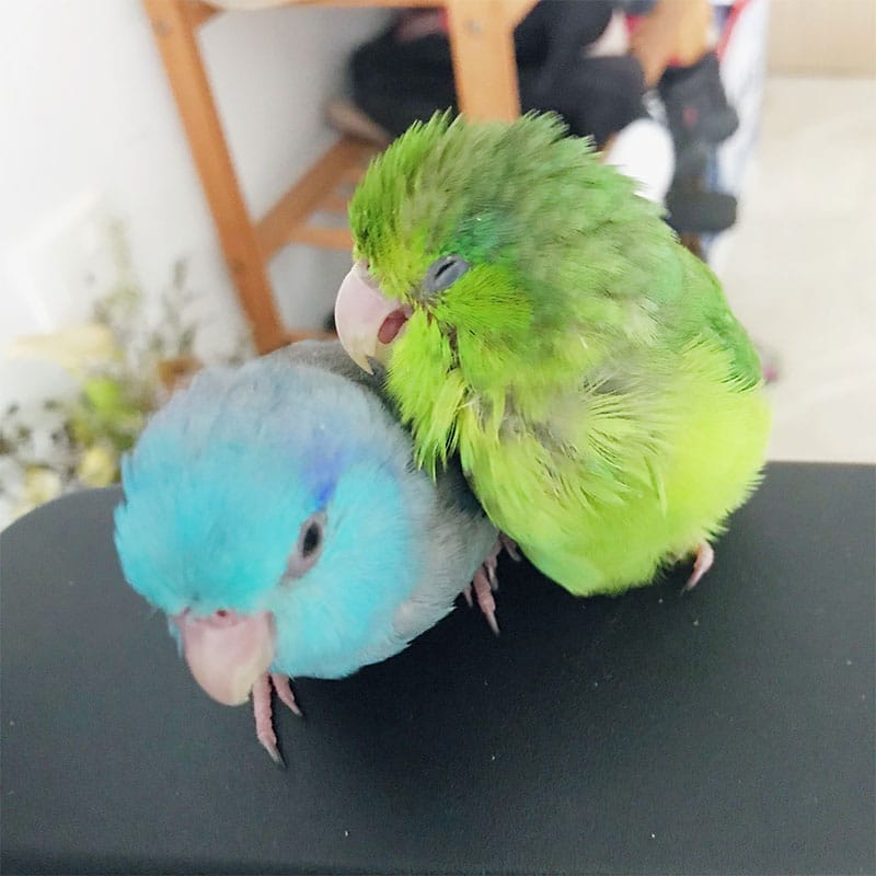 Archer and Piper, two parrotlets, all fluffed up and sickly 😔