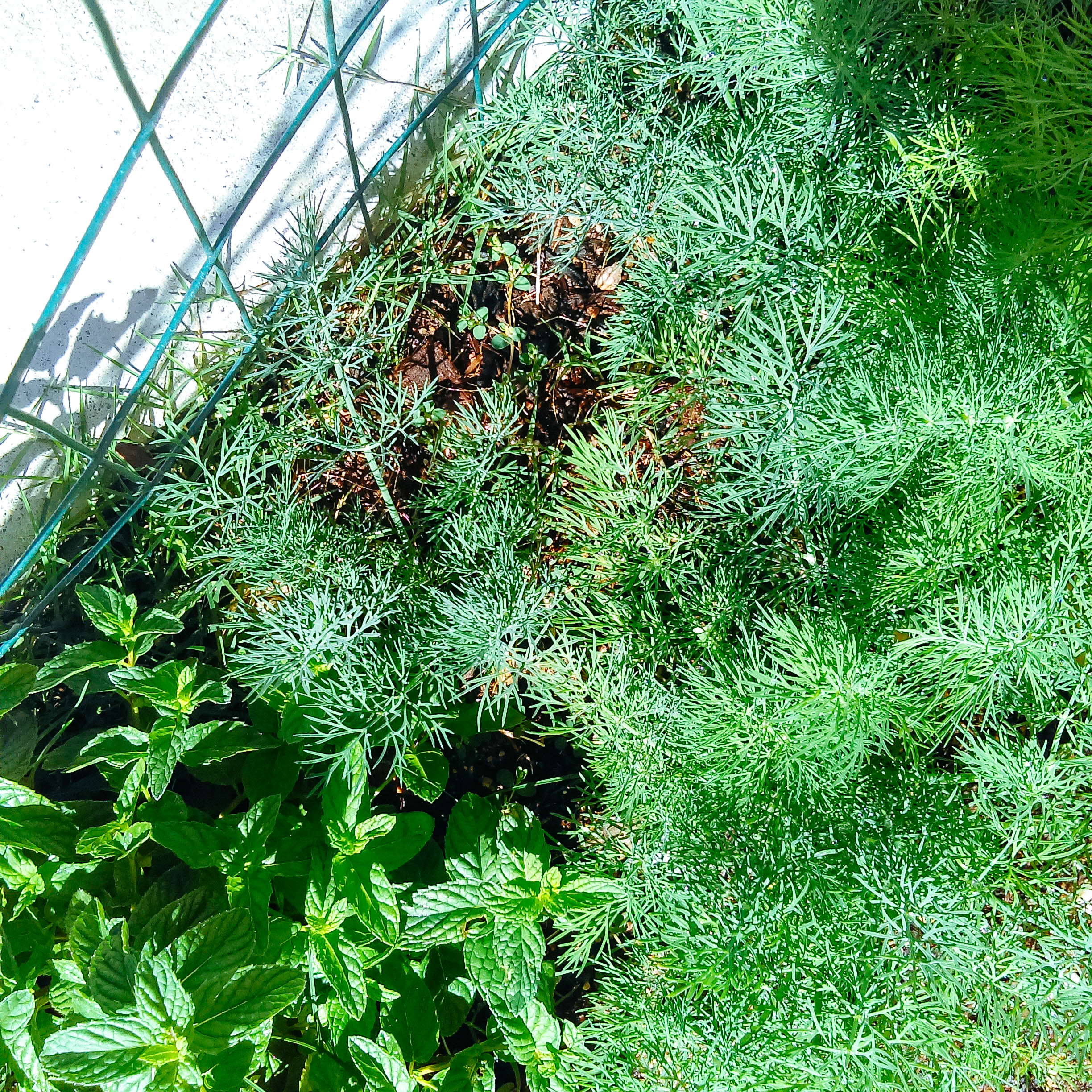 Fresh dill from Shannon’s garden