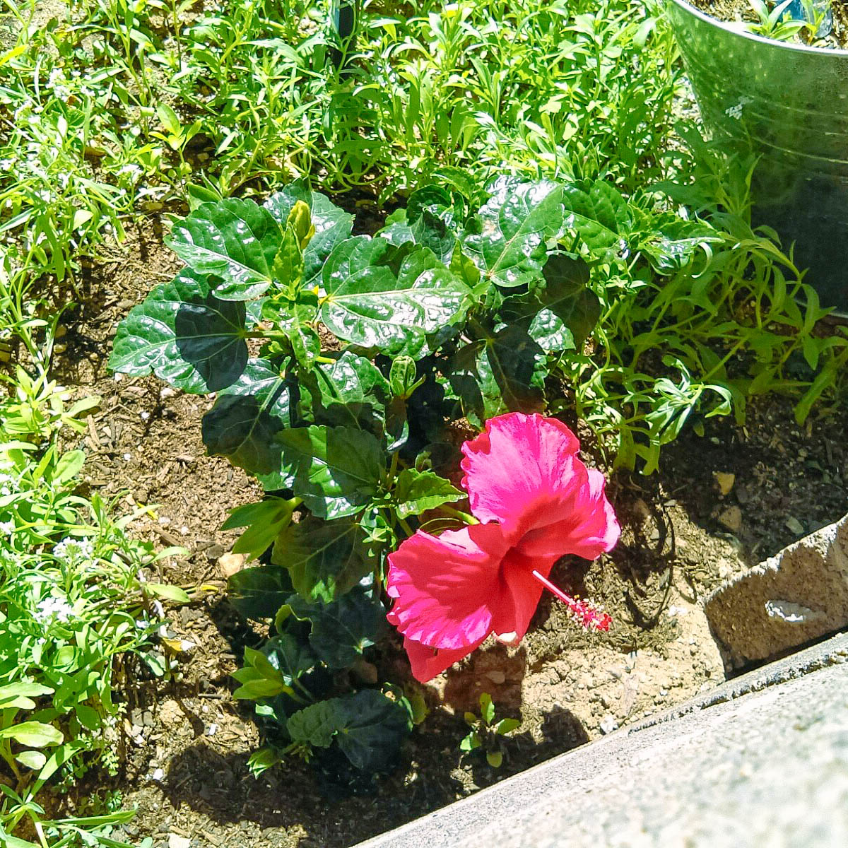 A hibiscus flower in Shannon’s garden