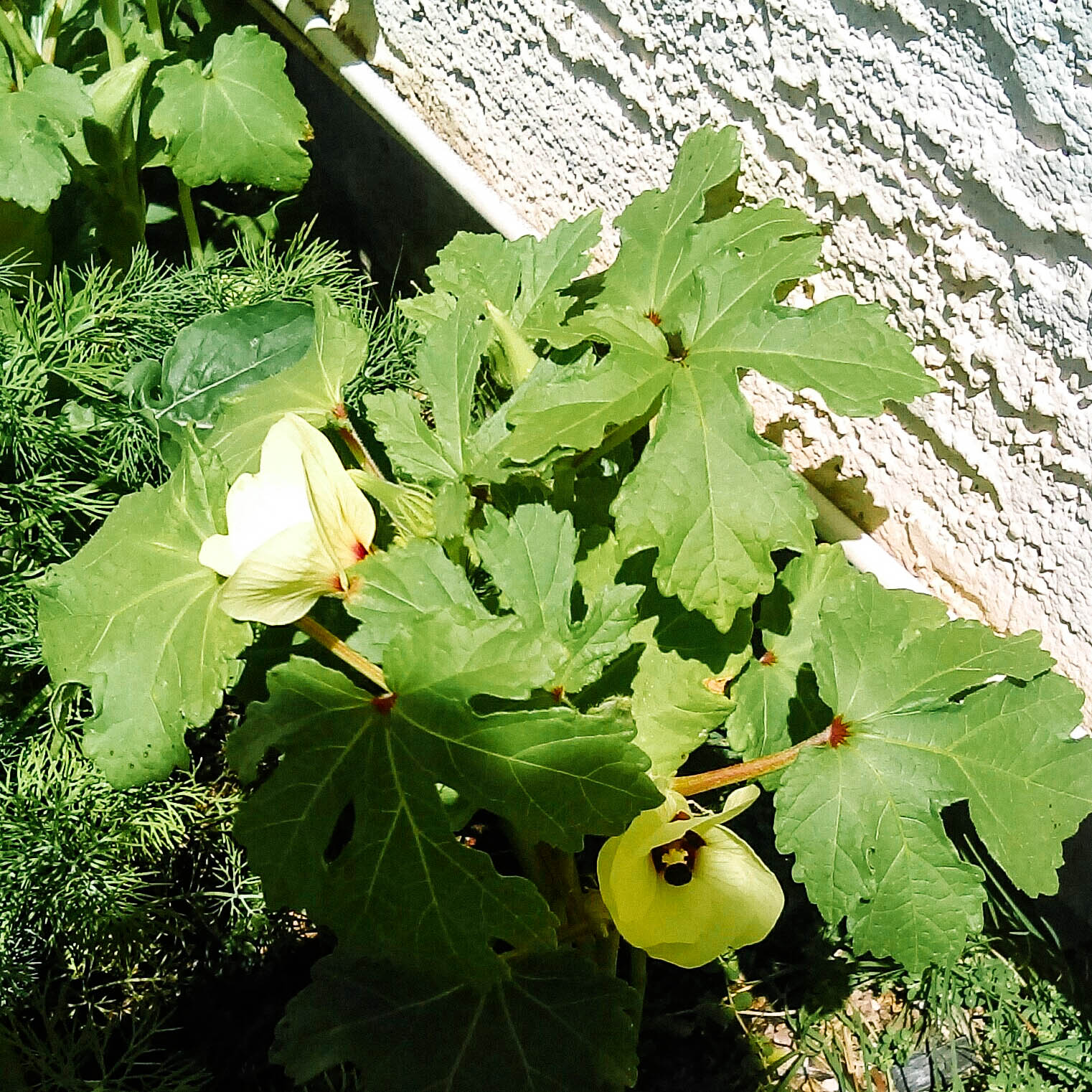 Okra blossoms in Shannon’s garden