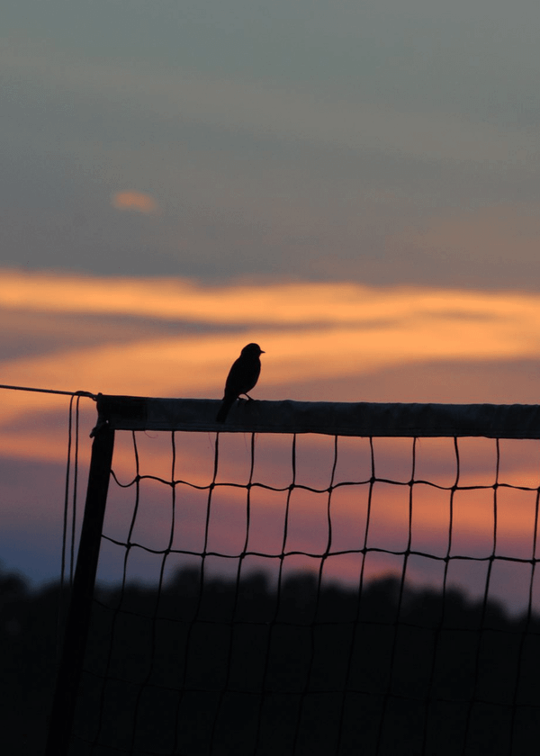 Indoor vs Outdoor Volleyball: what's the difference?
