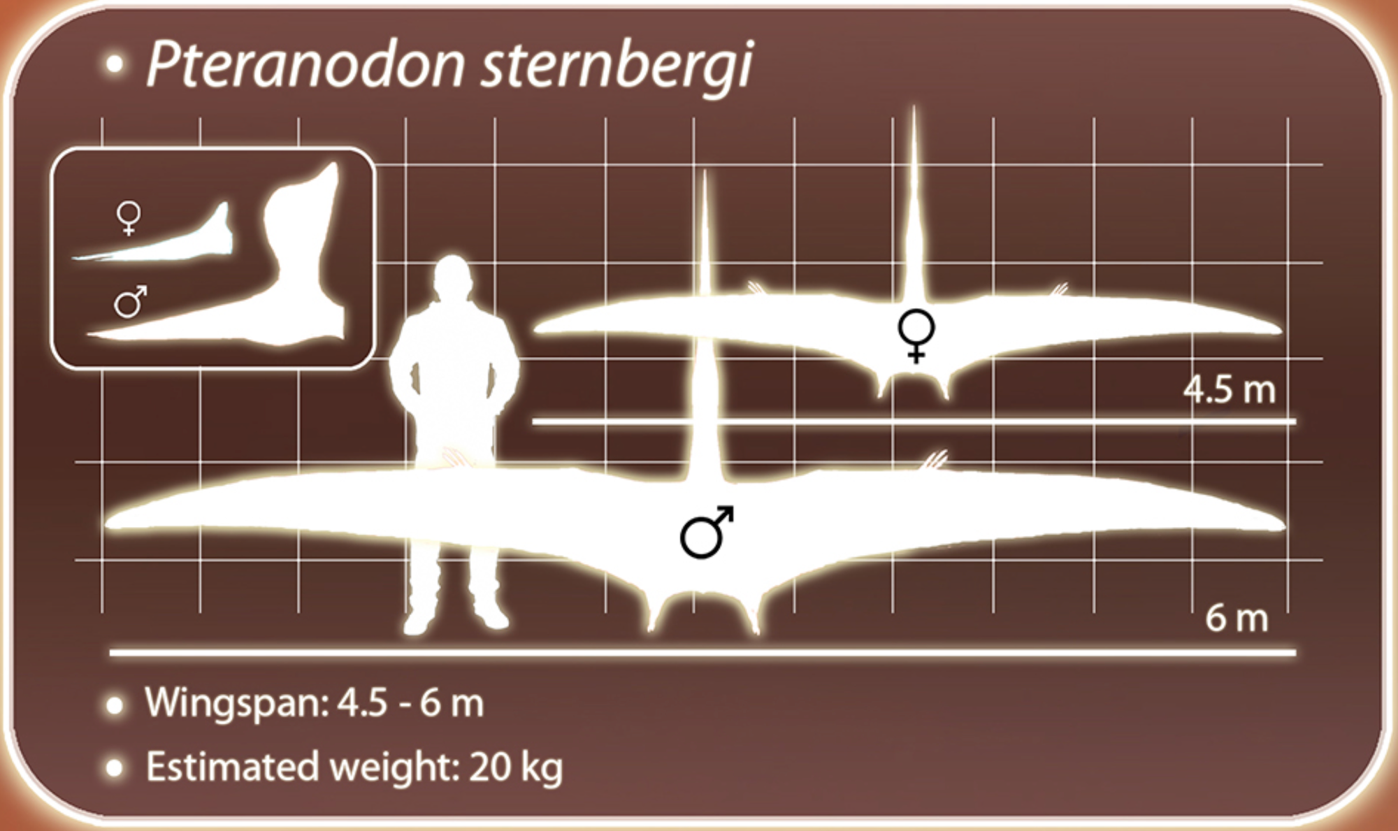 Pterosaur Flying Muscles