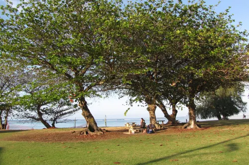 Tropical almond trees spreading over grass at Anini Beach Park, with picnic tables beneath them and the reef and open water beyond.