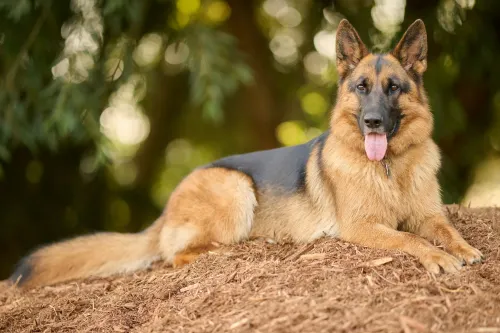 A German shepherd lying down, looking into the camera.