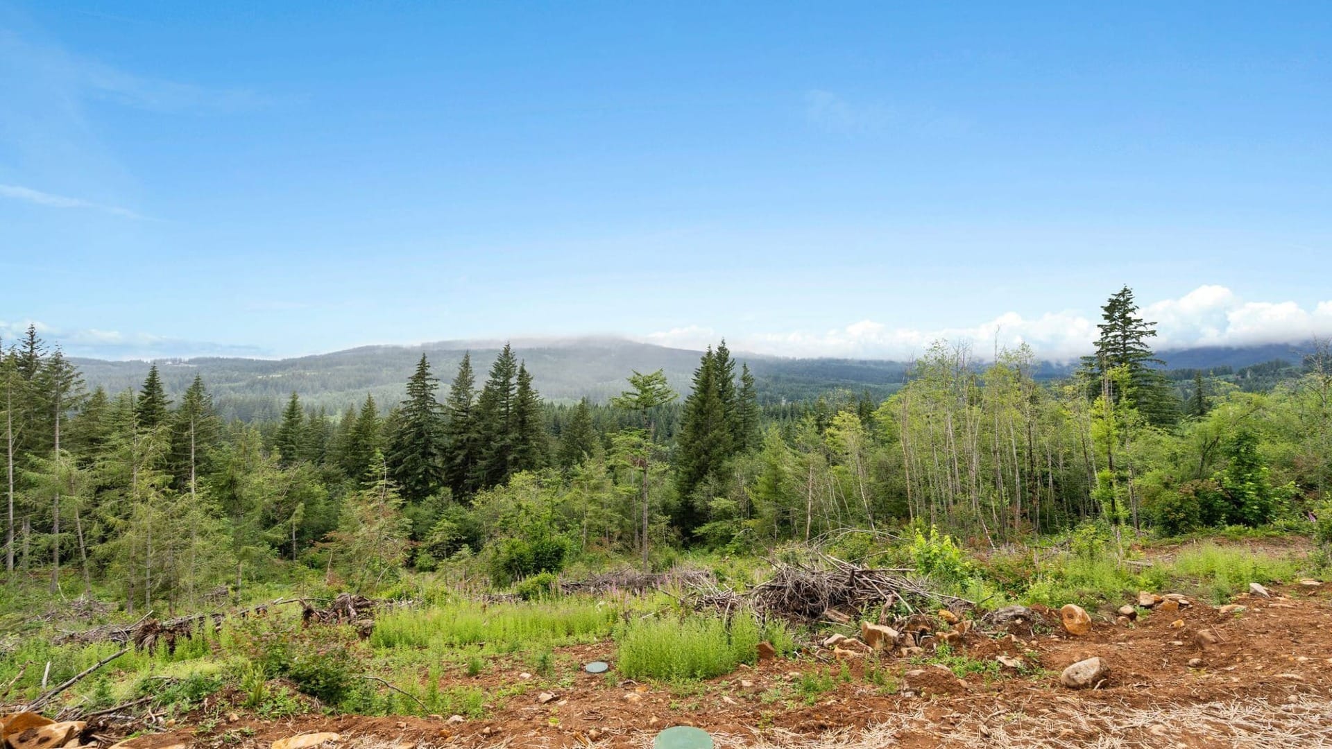 A shot of the woods with a bunch of trees in it