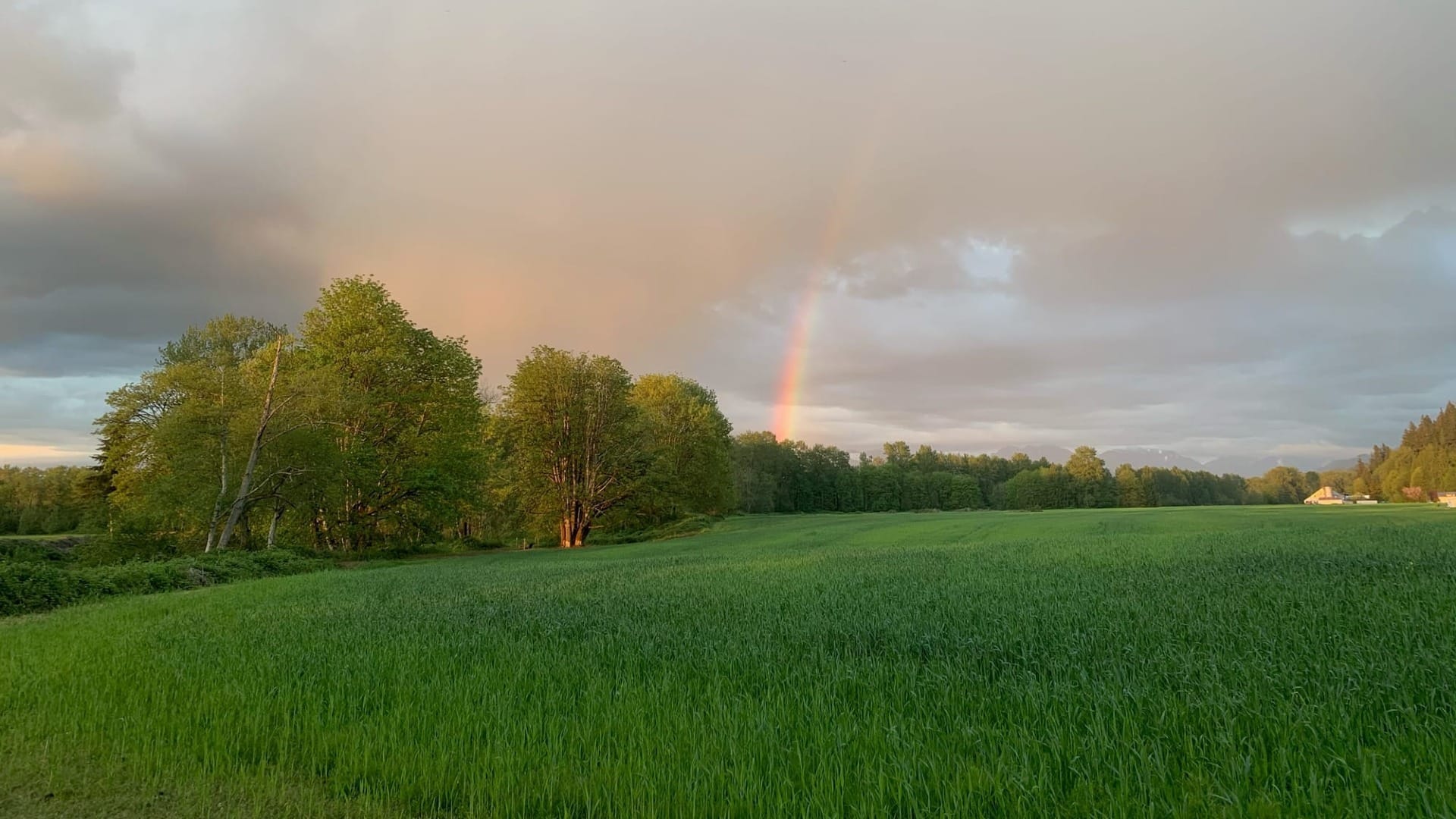 A field with a rainbow in the backround