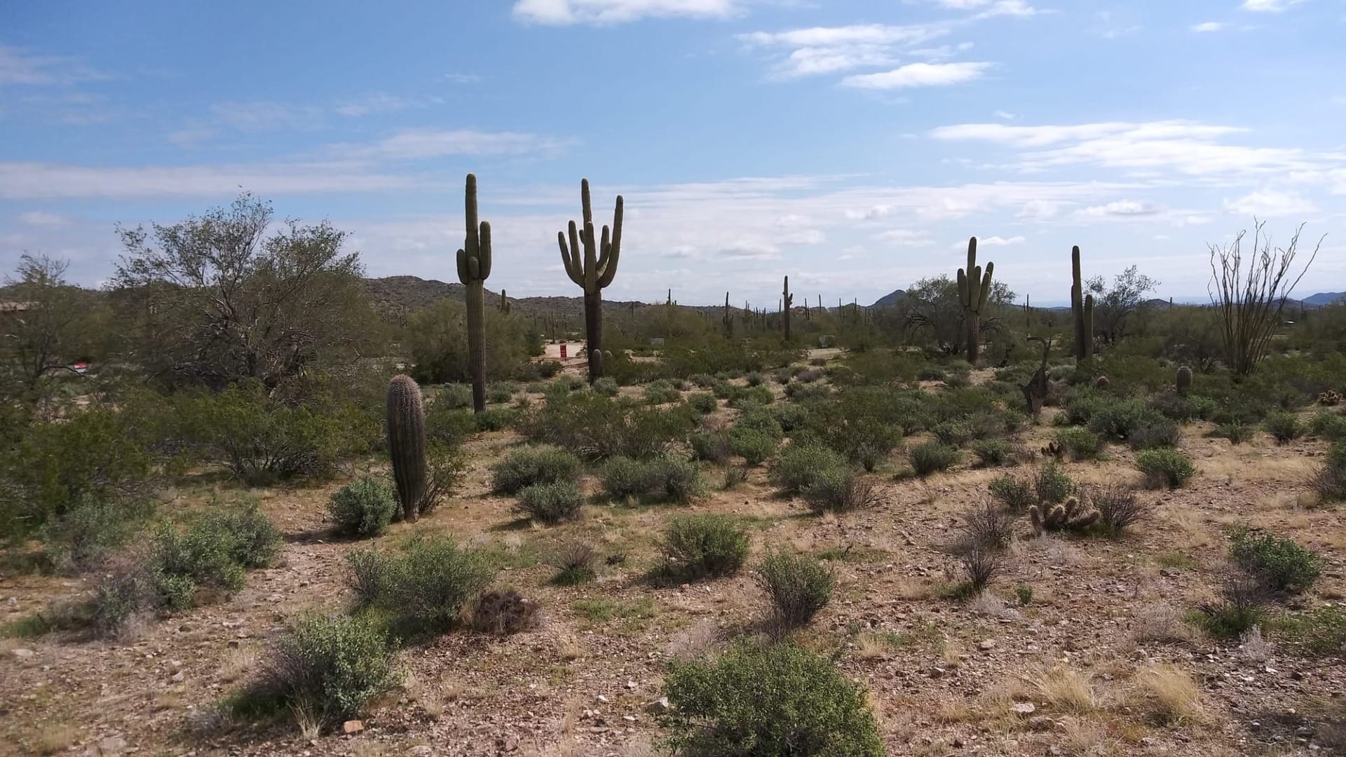 A cactus desert with a bunch of plants