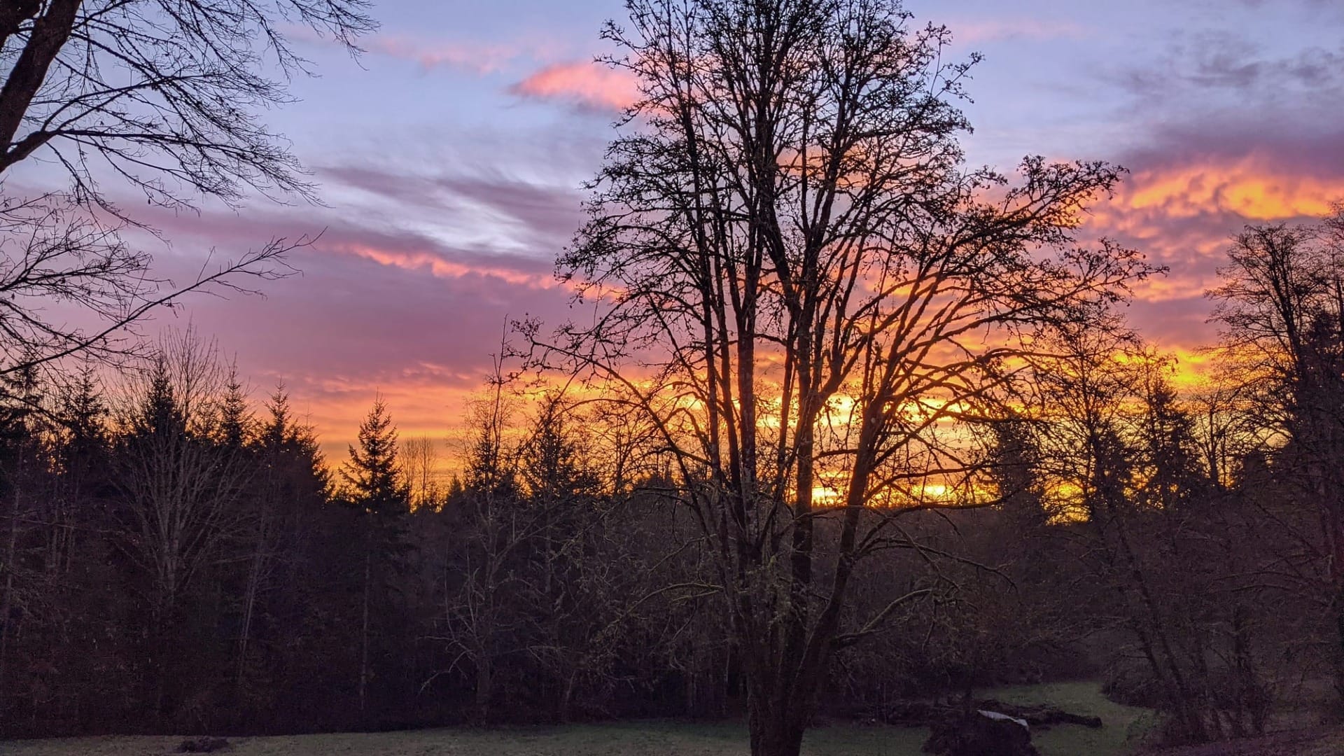A tree with a sunset in the backround