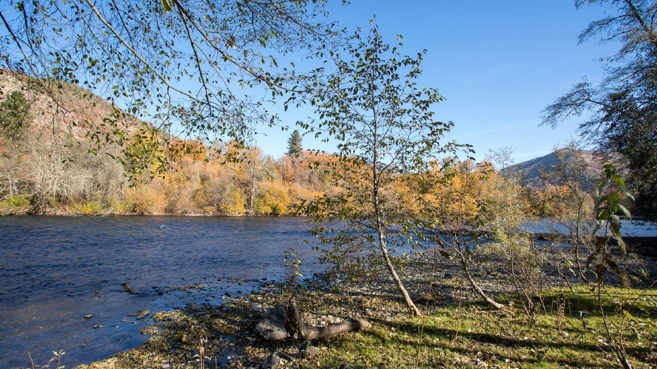 Blue river in a lush forest