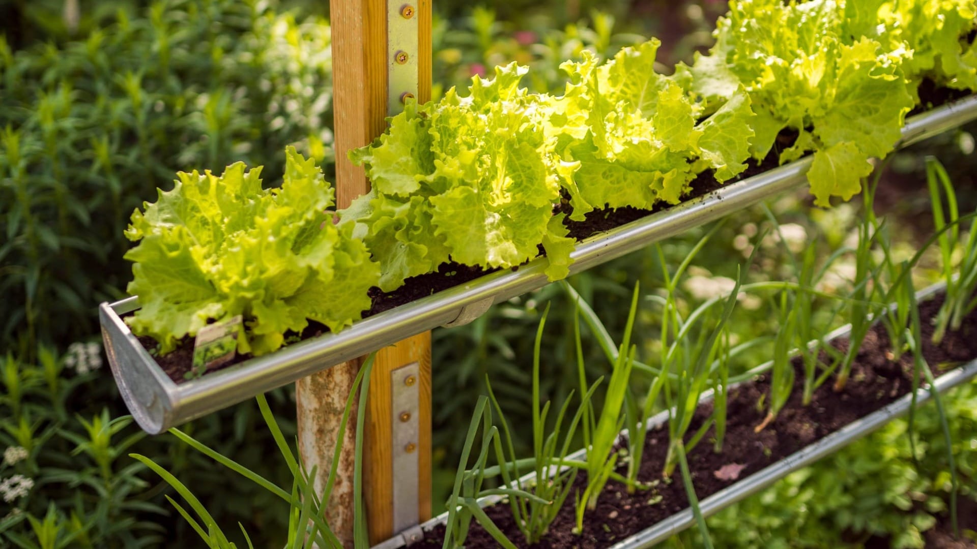 A vertical garden with plants in it