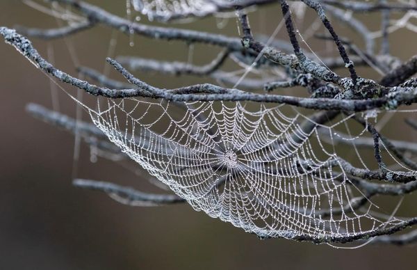 Two Scattered Spider members busted in the UK, one indicted in the US