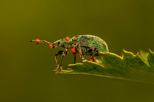 Leaders warn that AI bug hunting outpaces humanity’s ability to defend systems