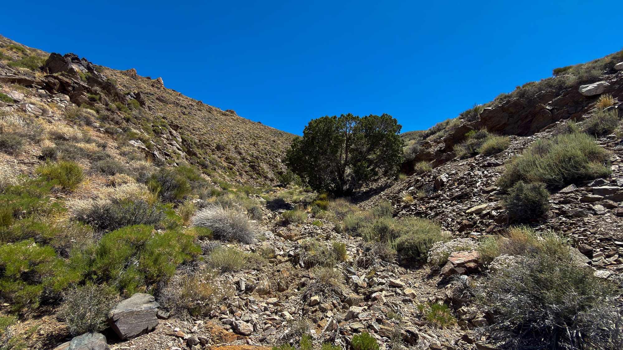 The canyon had quite a few mature junipers in it.