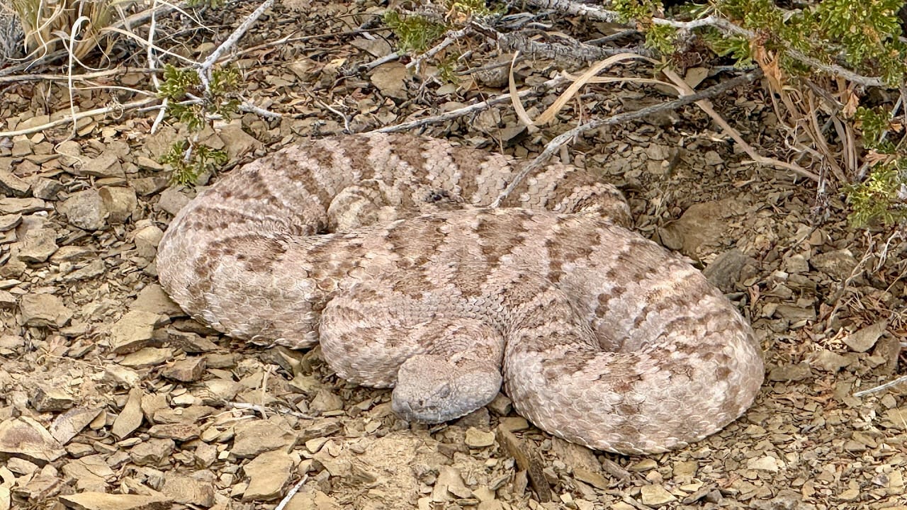 A Panamint rattlesnake (Crotalus stephensi) resting under a creosote. It never even moved despite our movement.
